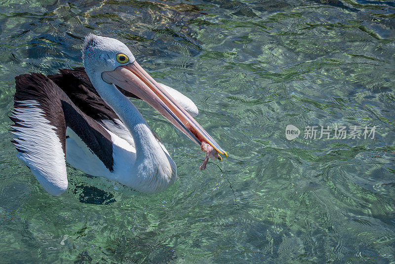 澳大利亚鹈鹕(Pelecanus anisoillatus)